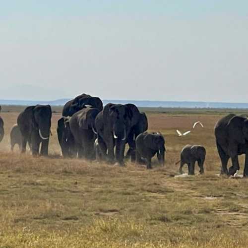 Amboseli national  park, Кения