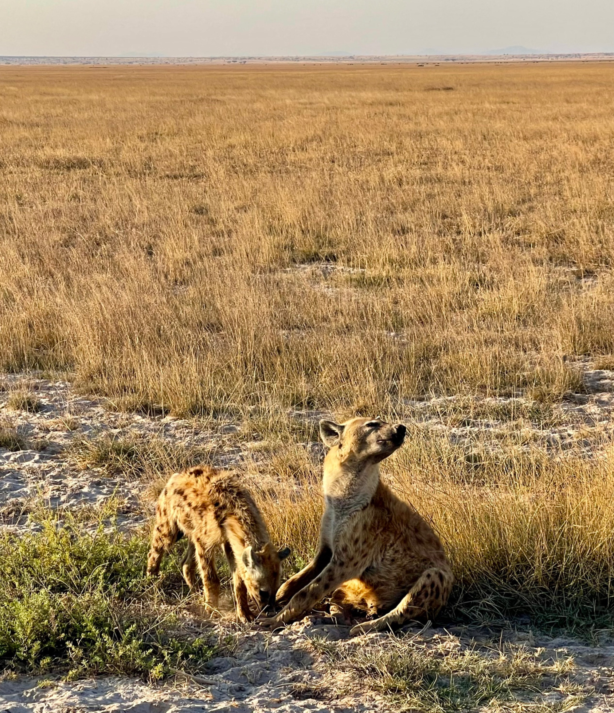 Amboseli national  park, Кения