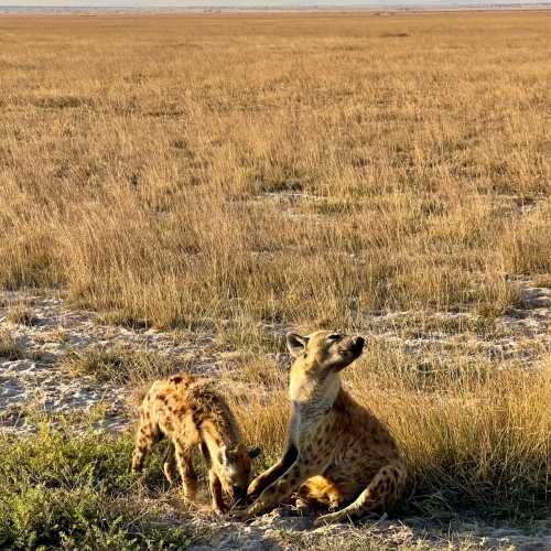 Amboseli national  park, Kenya