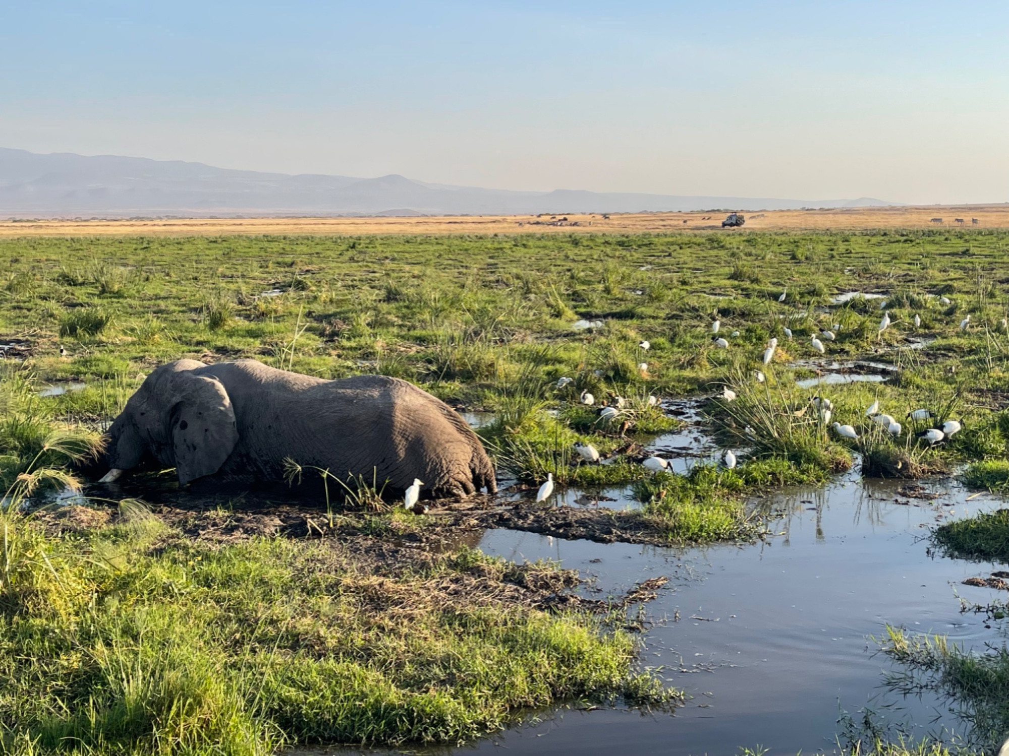 Swamp, Kenya