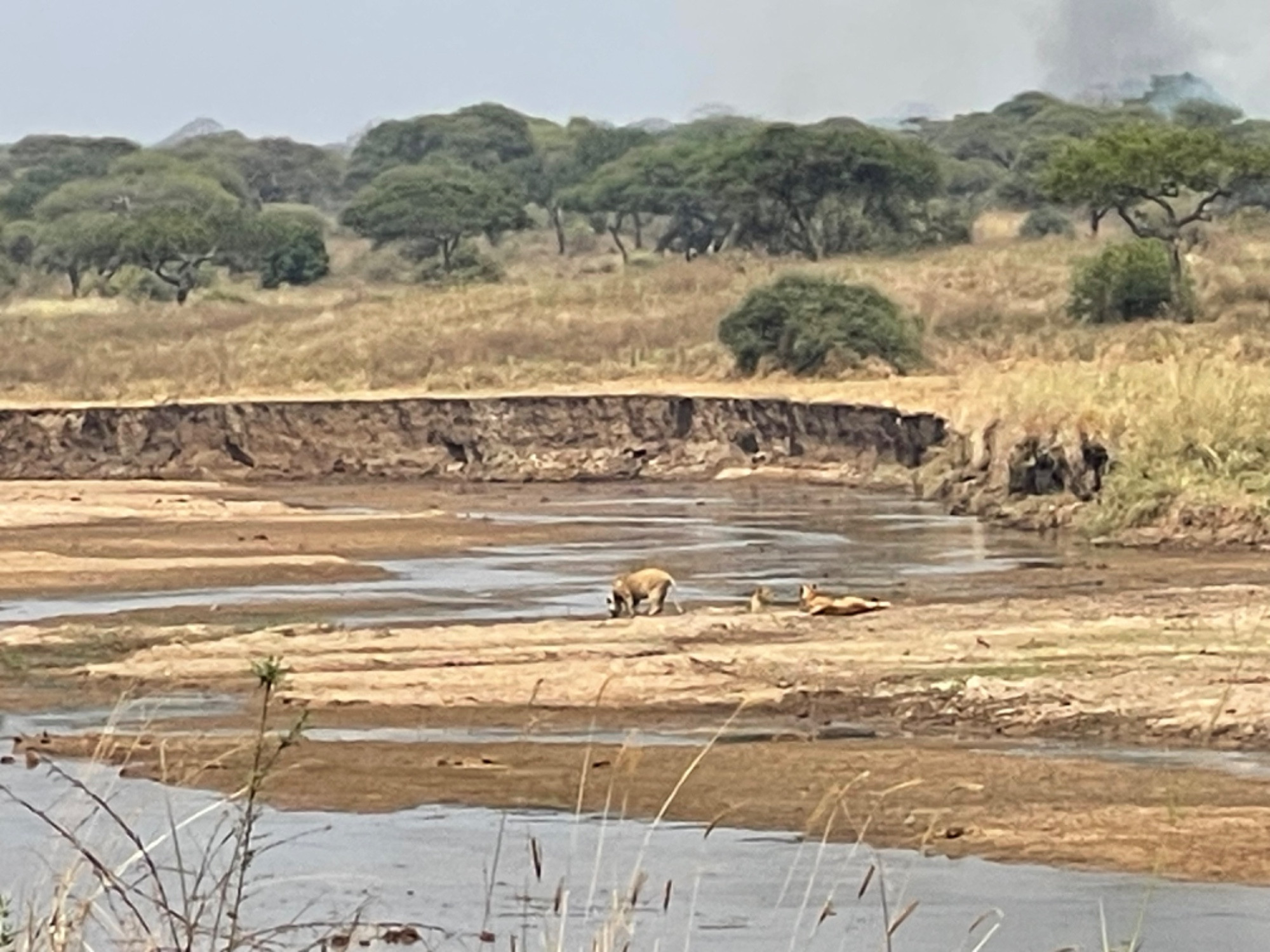 Тарангире, Tanzania