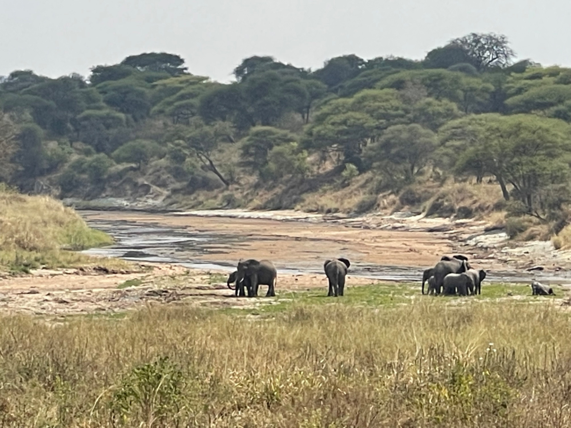 Тарангире, Tanzania