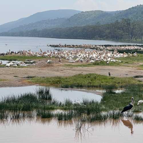 Flamingo view point, Kenya