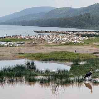 Flamingo view point photo