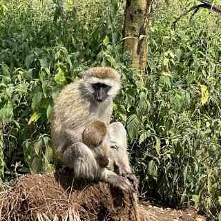 Nderit Gate Lake Nakuri National Park