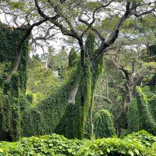 El Bosque de La Habana