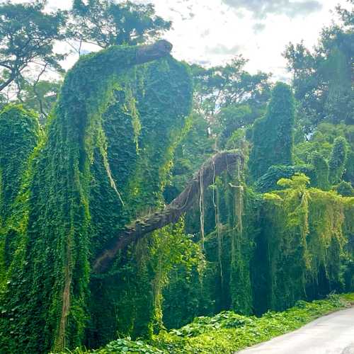 Huge Banyon Tree