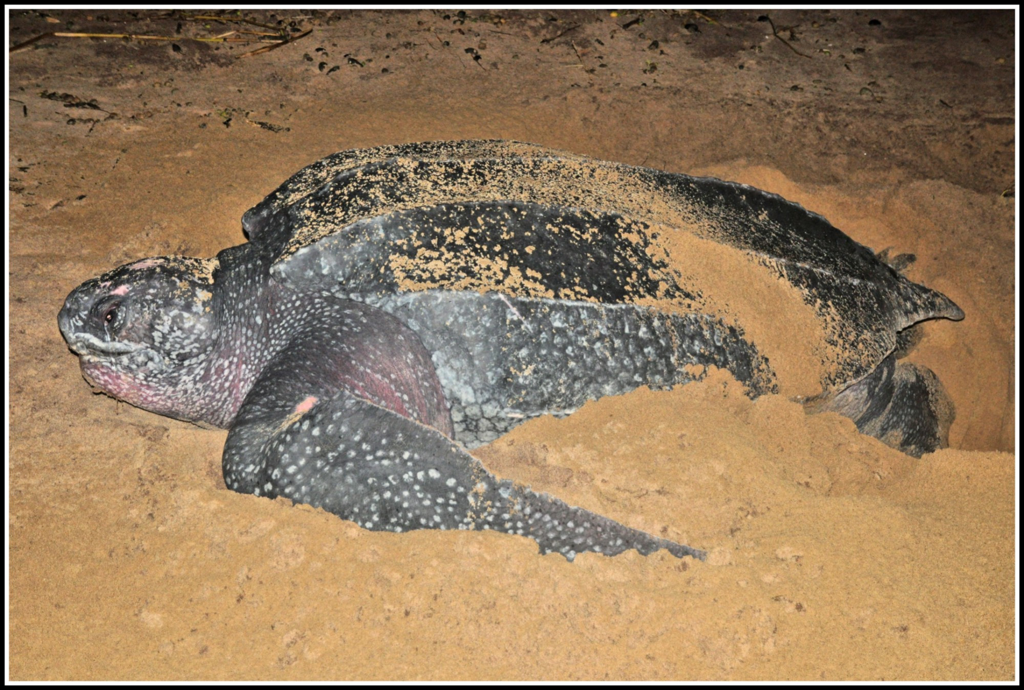 Авала-Ялимапо, French Guiana