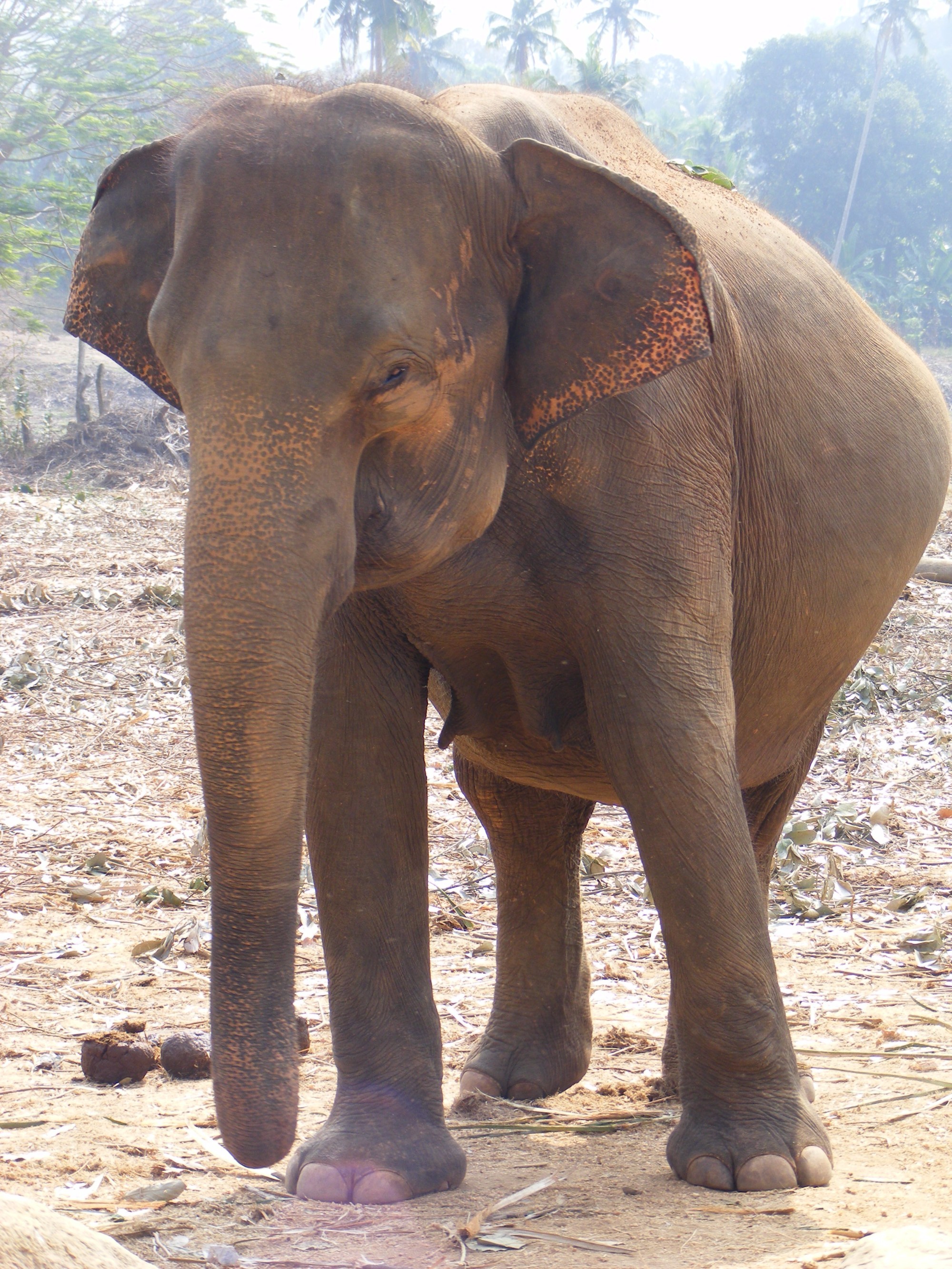 Sri Lanka