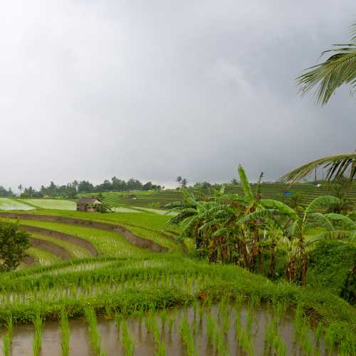 Бали. Рисовые террасы.