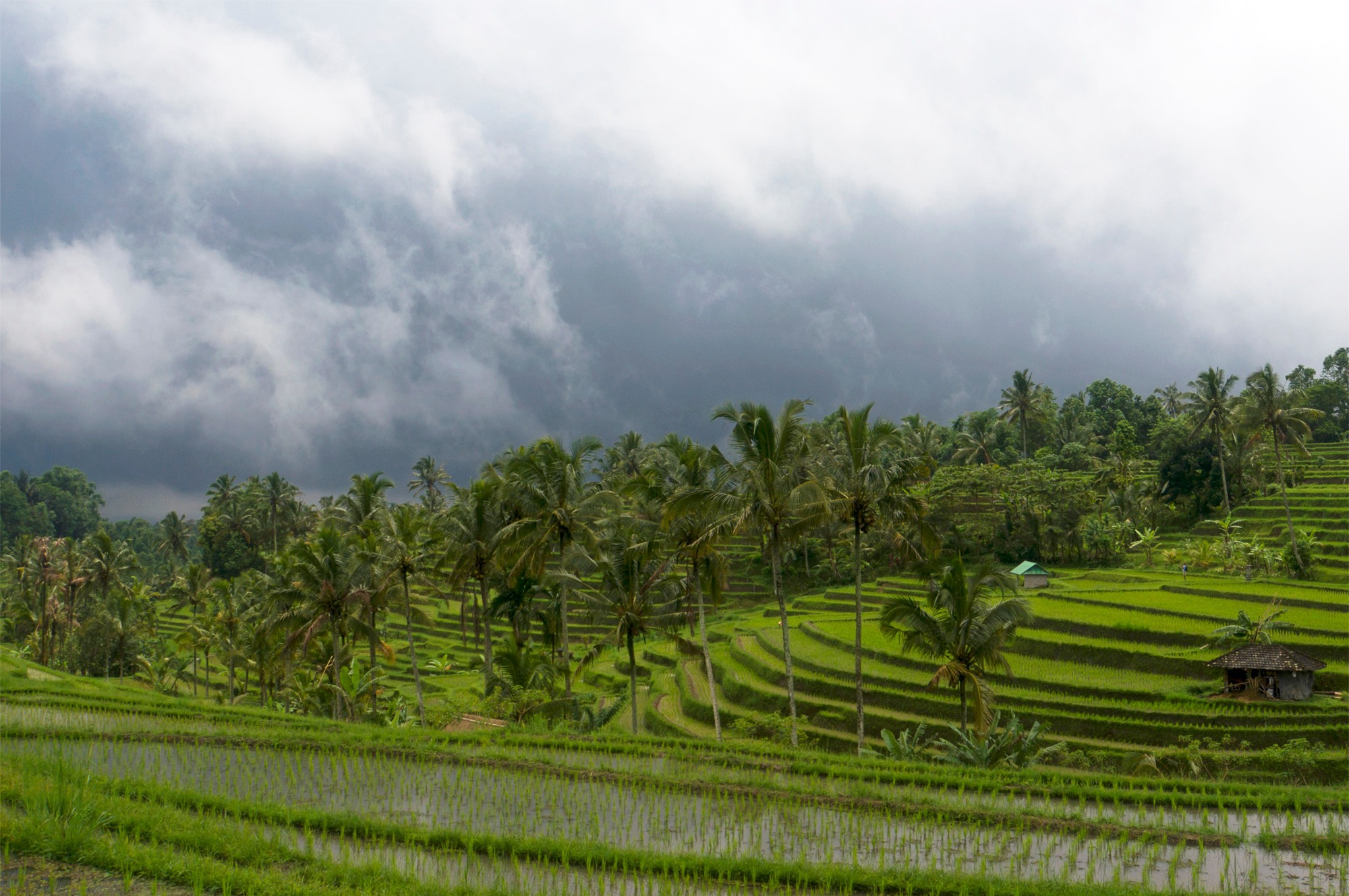 Бали. Рисовые террасы.