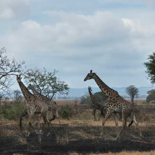 Tanzania