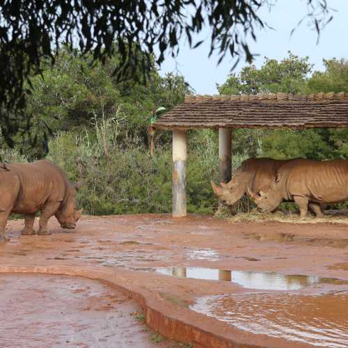 Rabat Zoo, Марокко