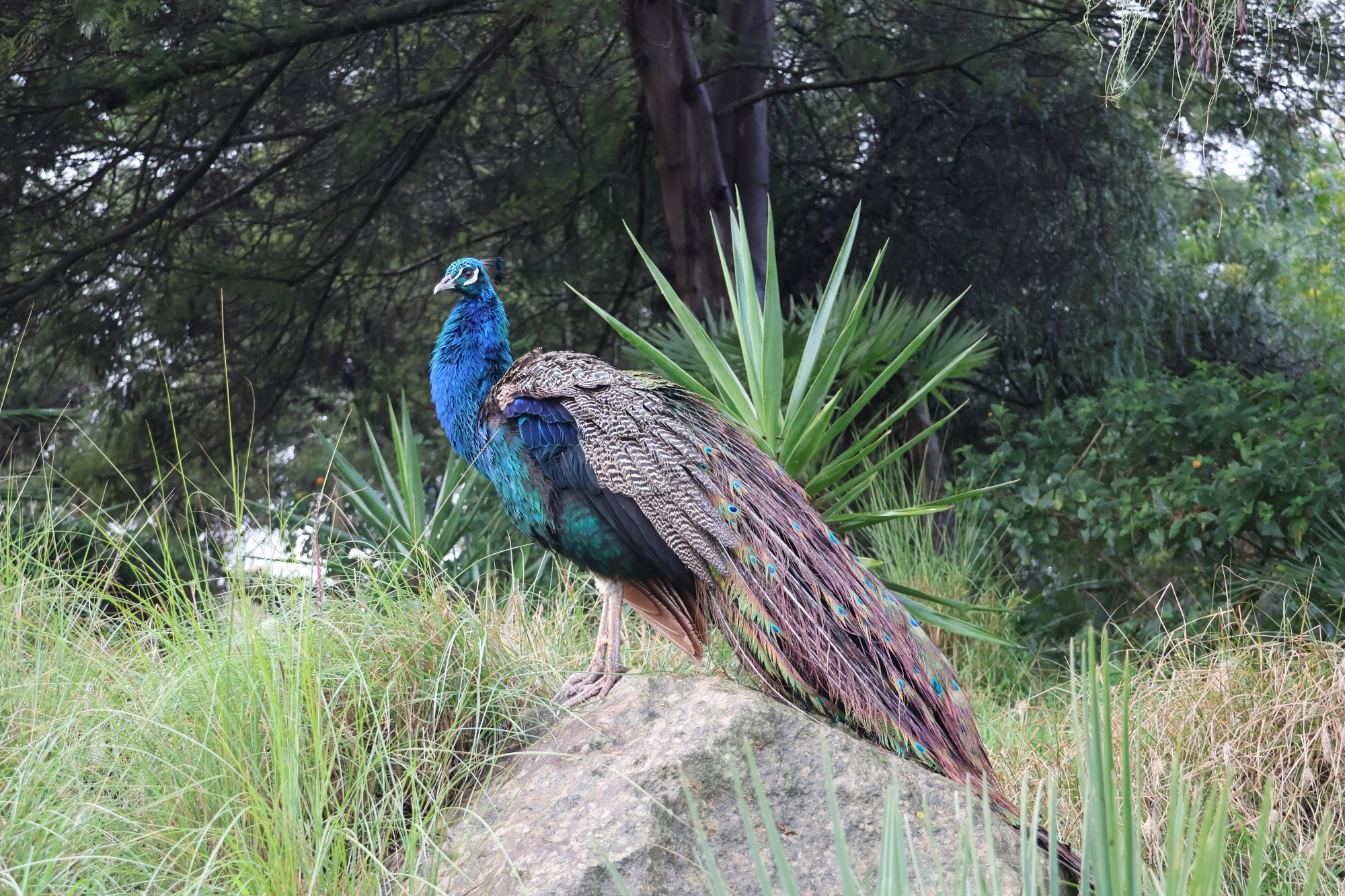 Rabat Zoo, Марокко