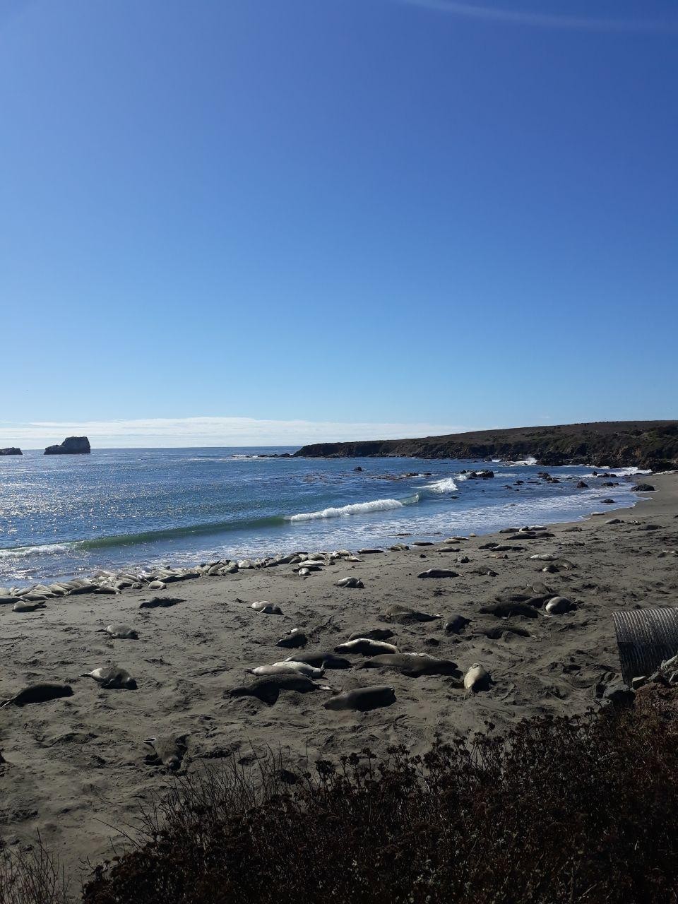 Friends of the elephant seal Office, United States