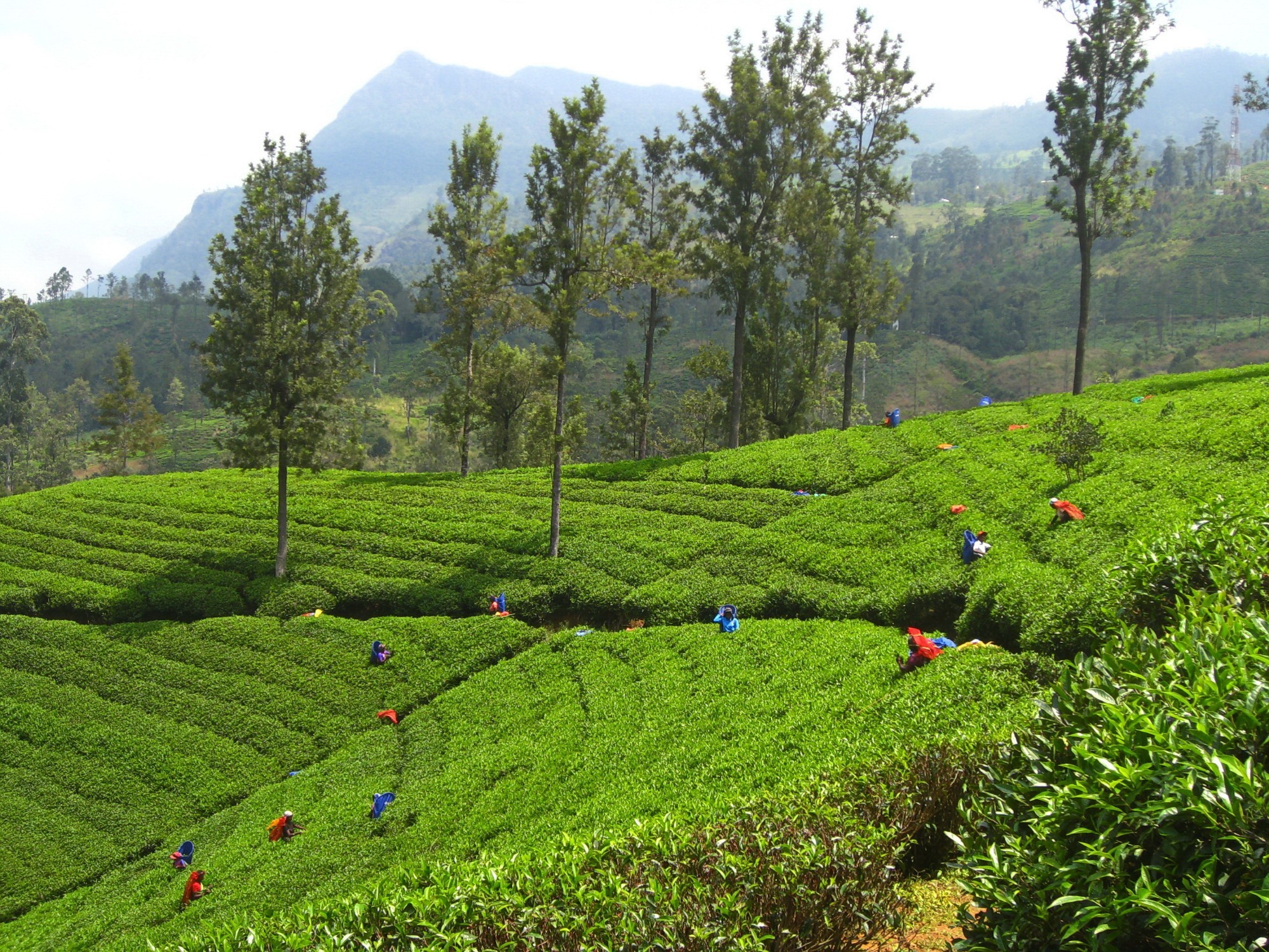 Sri Lanka