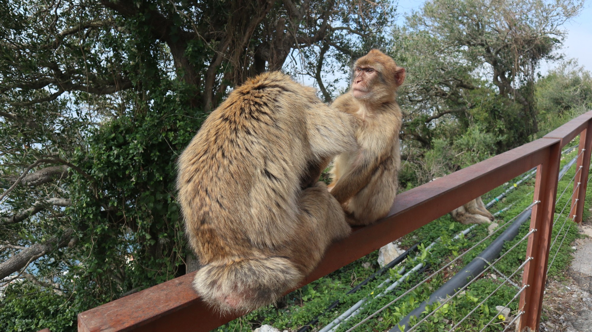 Gibraltar