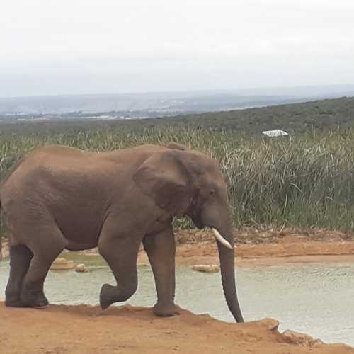 Addo Elephant National Park, ЮАР