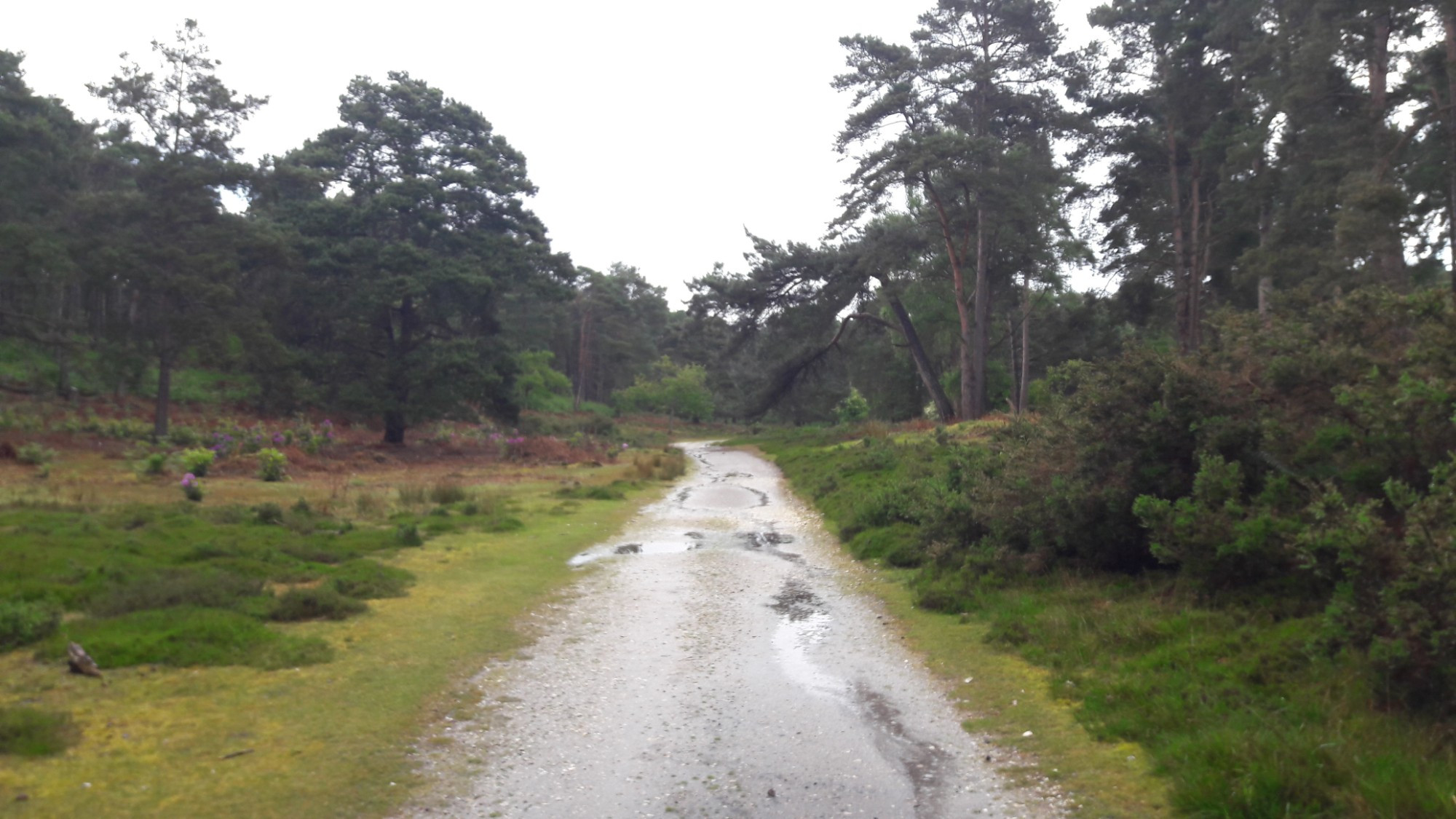 brownsea, Великобритания