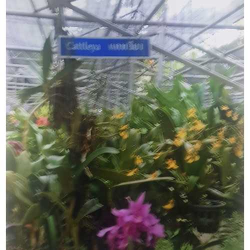 Bai Orchid  Butterfly Farm, Таиланд