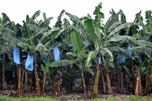 Банановые плантации.