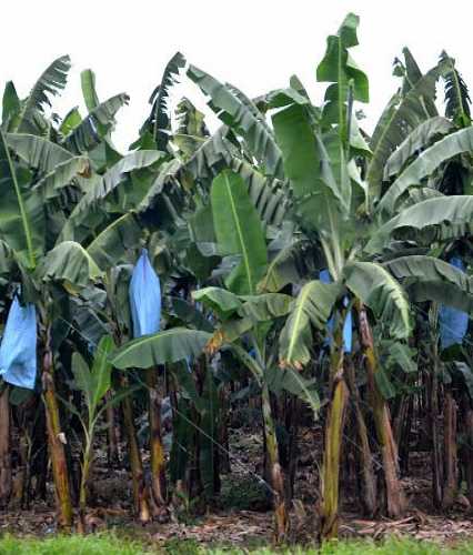 Банановые плантации.
