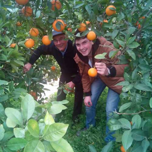 Orange farm in Valencia 