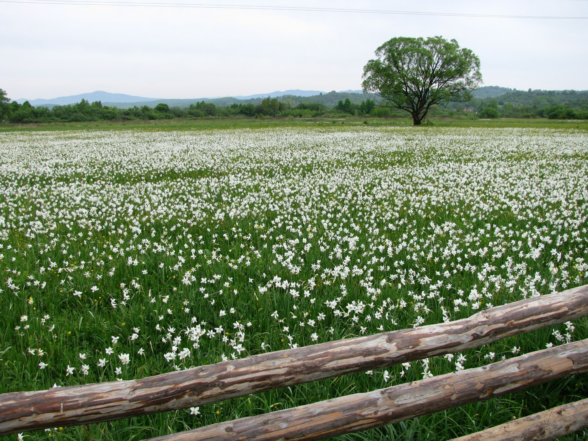 Ukraine