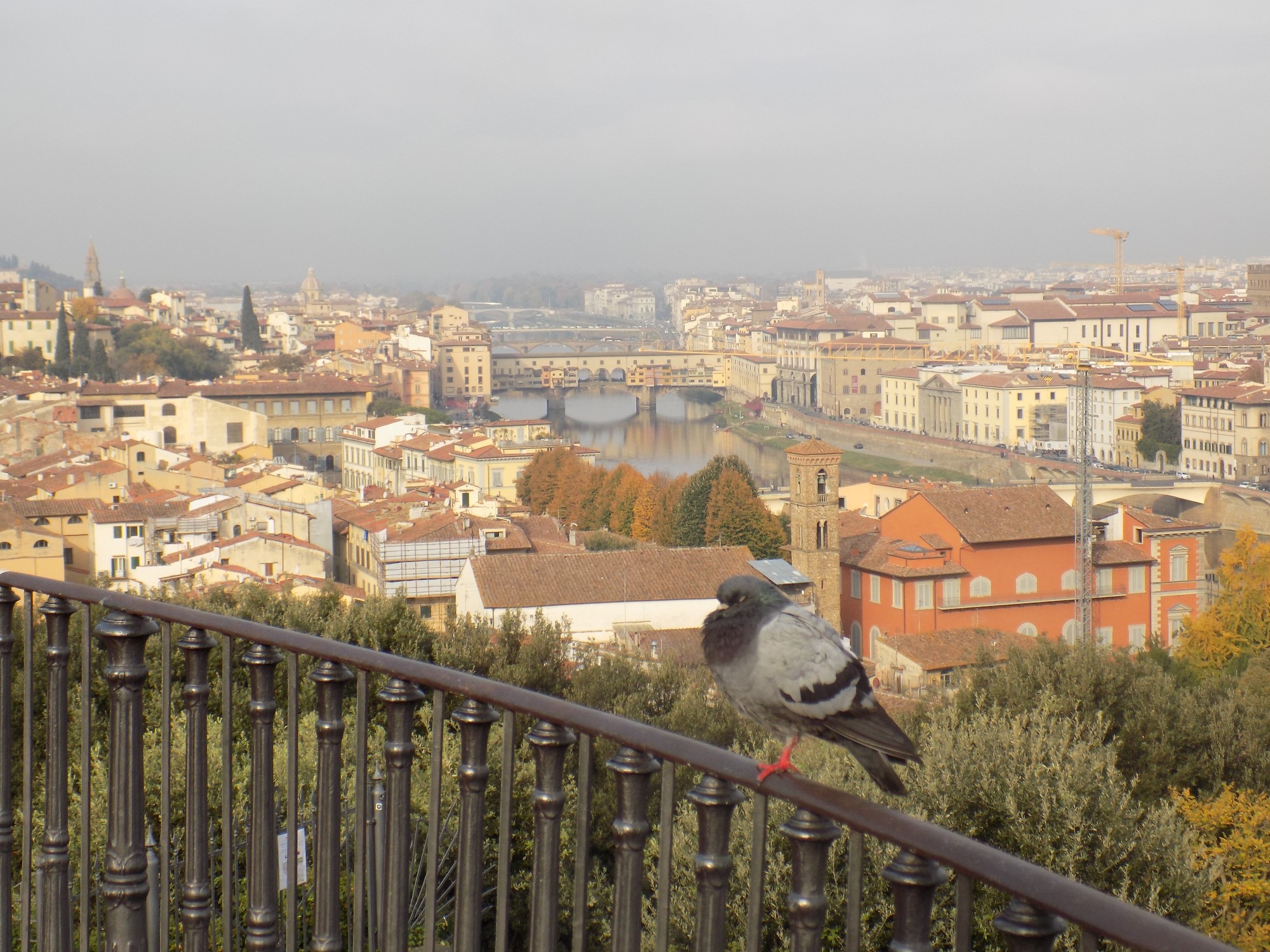 Флорентийский голубь