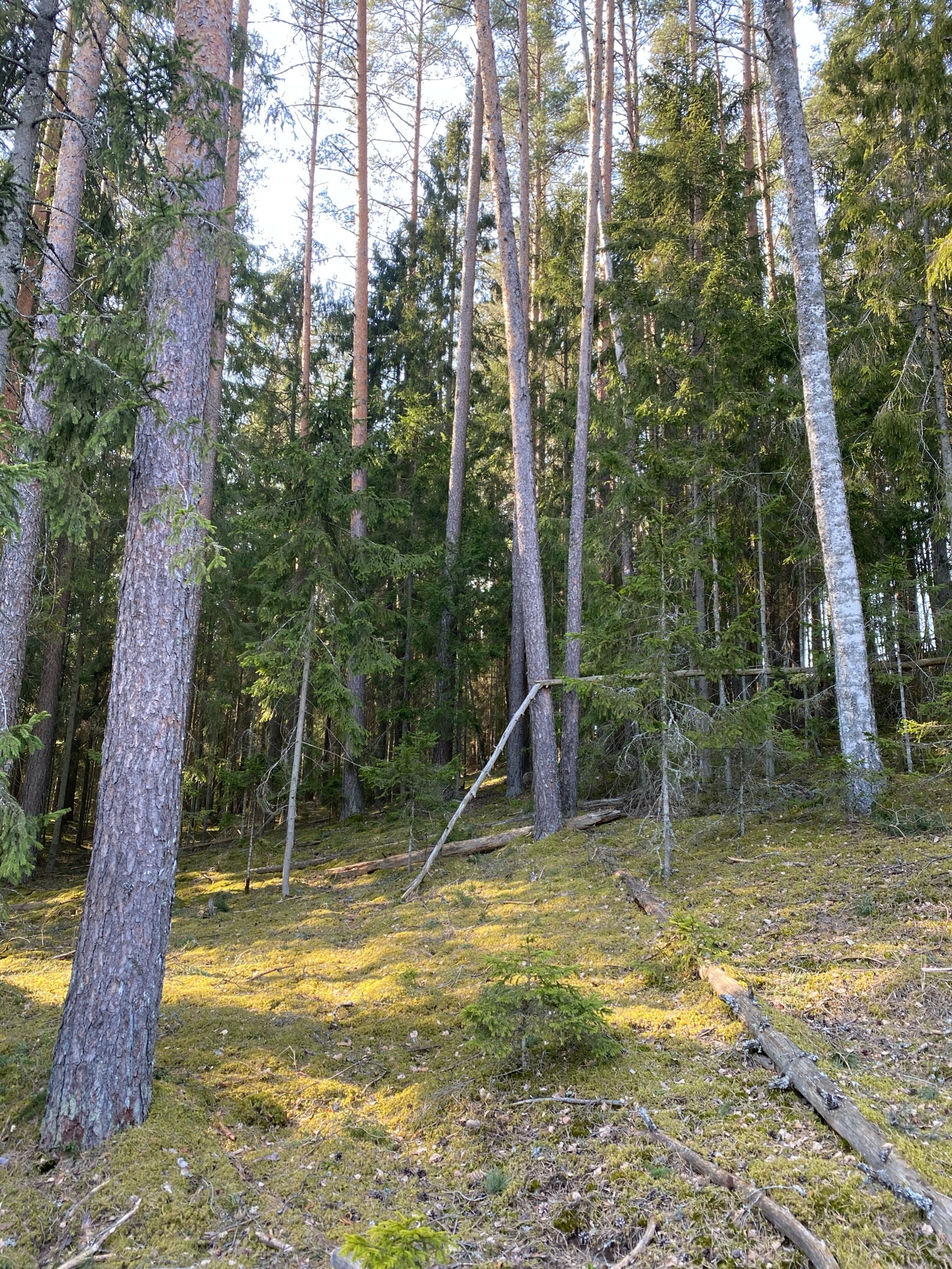 Viesatas upesloku takas, Latvia