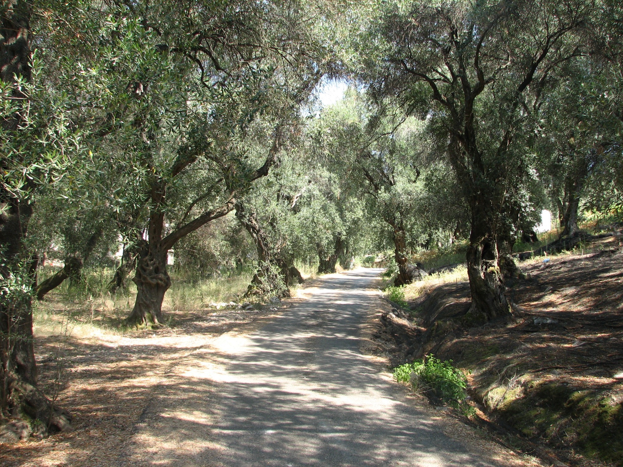 Дорога через оливковую рощу<br/>
