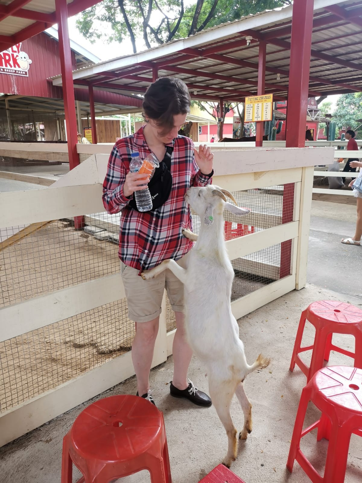 Pattaya Sheep Farm, Thailand