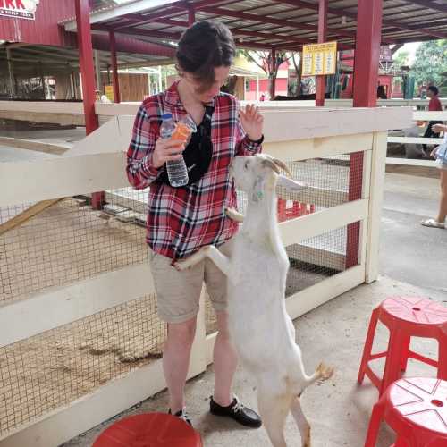 Pattaya Sheep Farm, Thailand