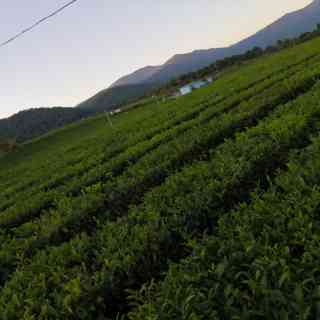 Чайные плантации Мацесты photo