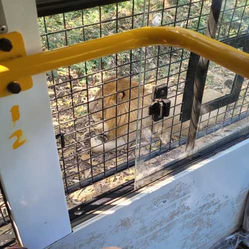 Tavarekoppa Lion Safari, India