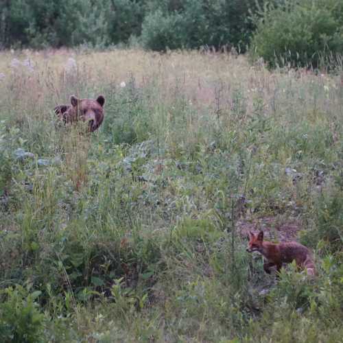 Wild bear and fox in the forest