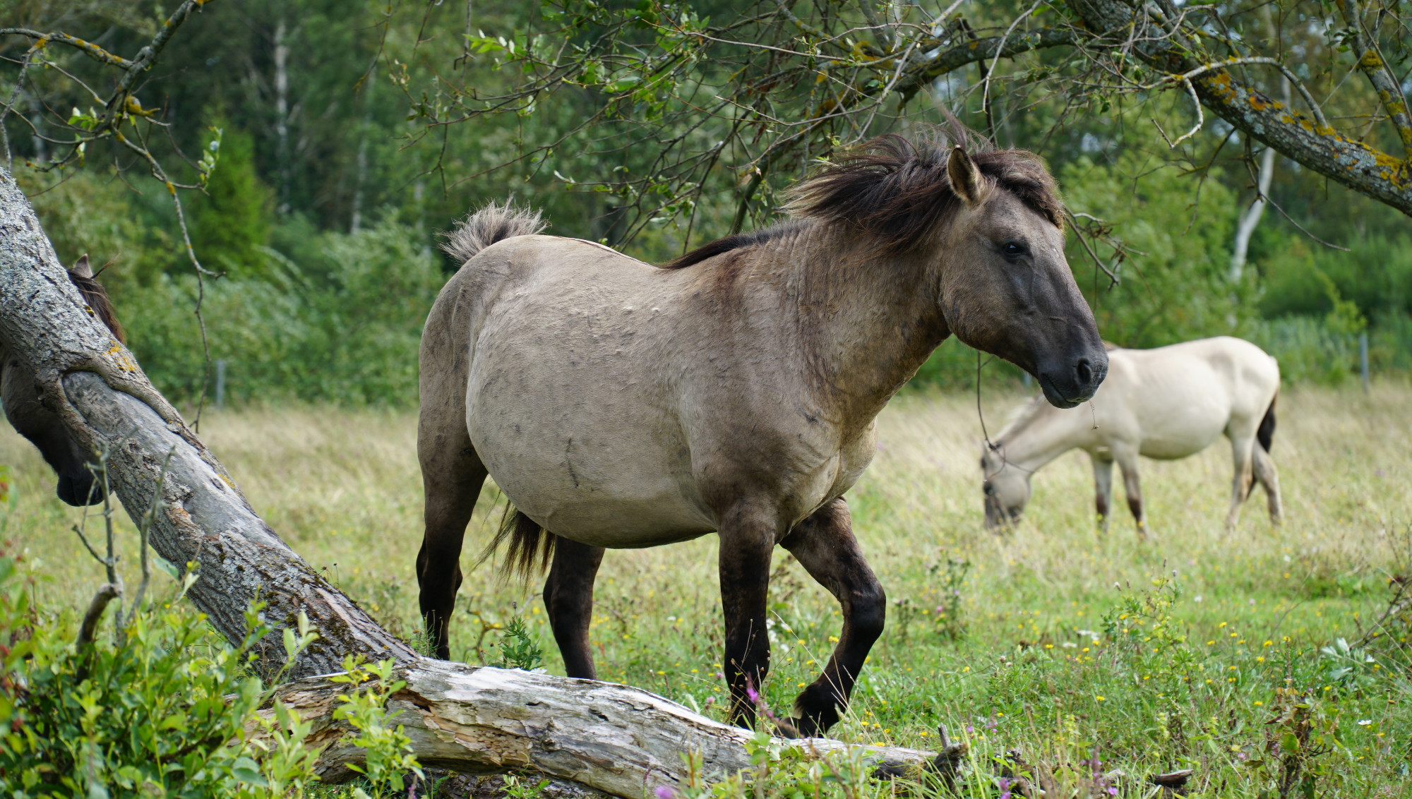 Wild horse in Pape