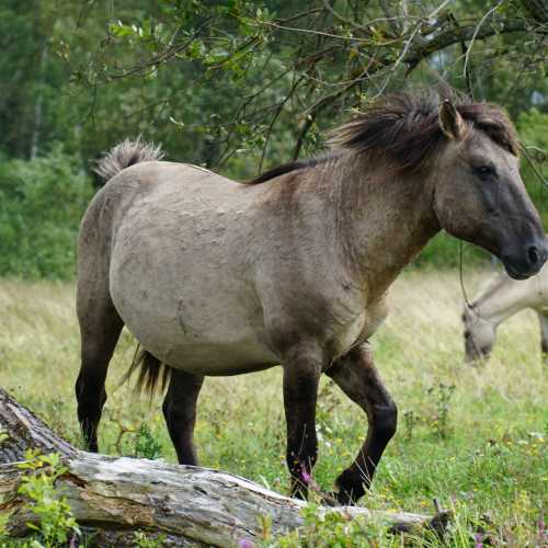 Wild horse in Pape