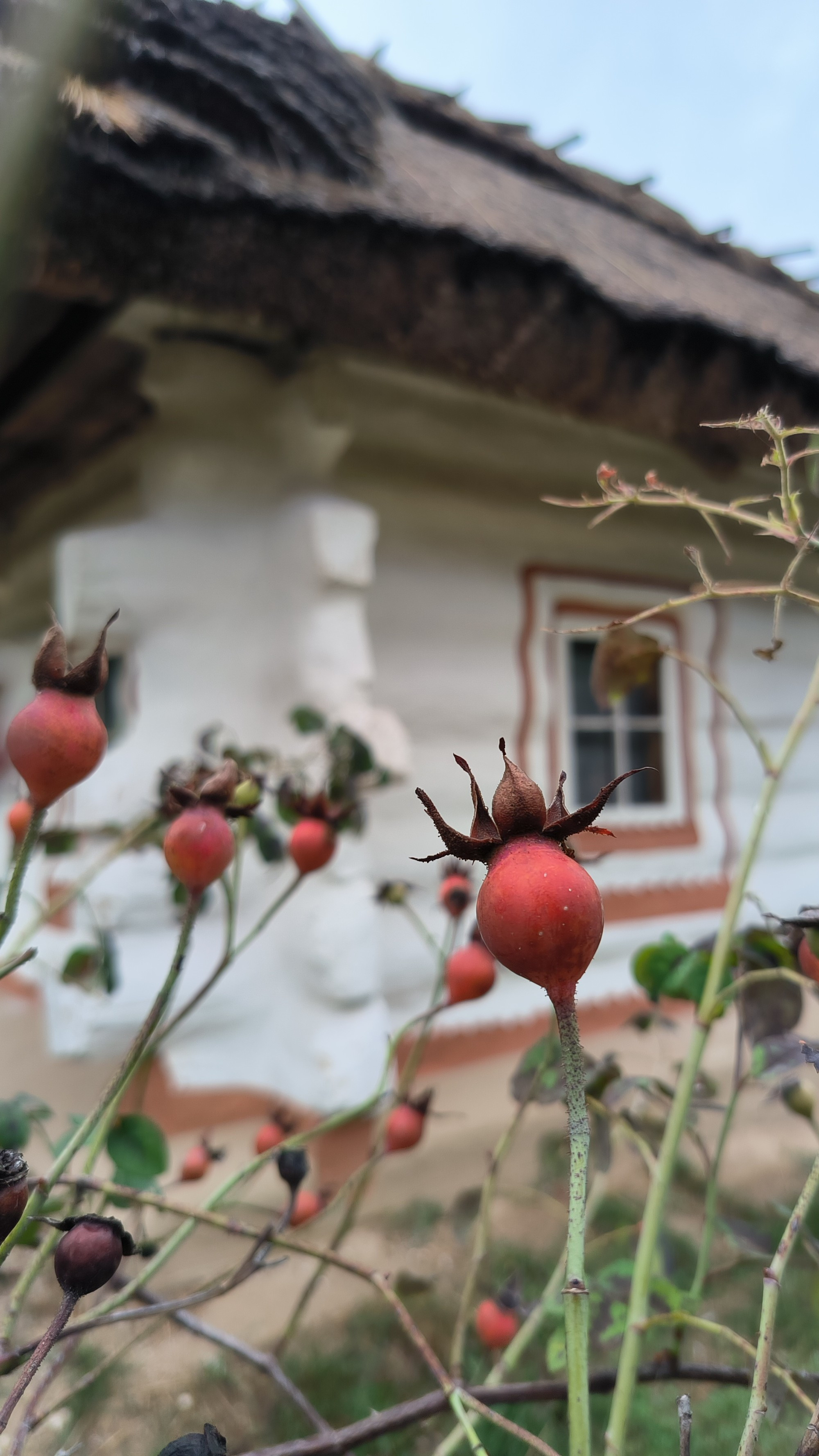 Pyrohiv Museum, Ukraine