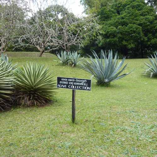 Королевский ботанический сад Перадения в Канди, Sri Lanka