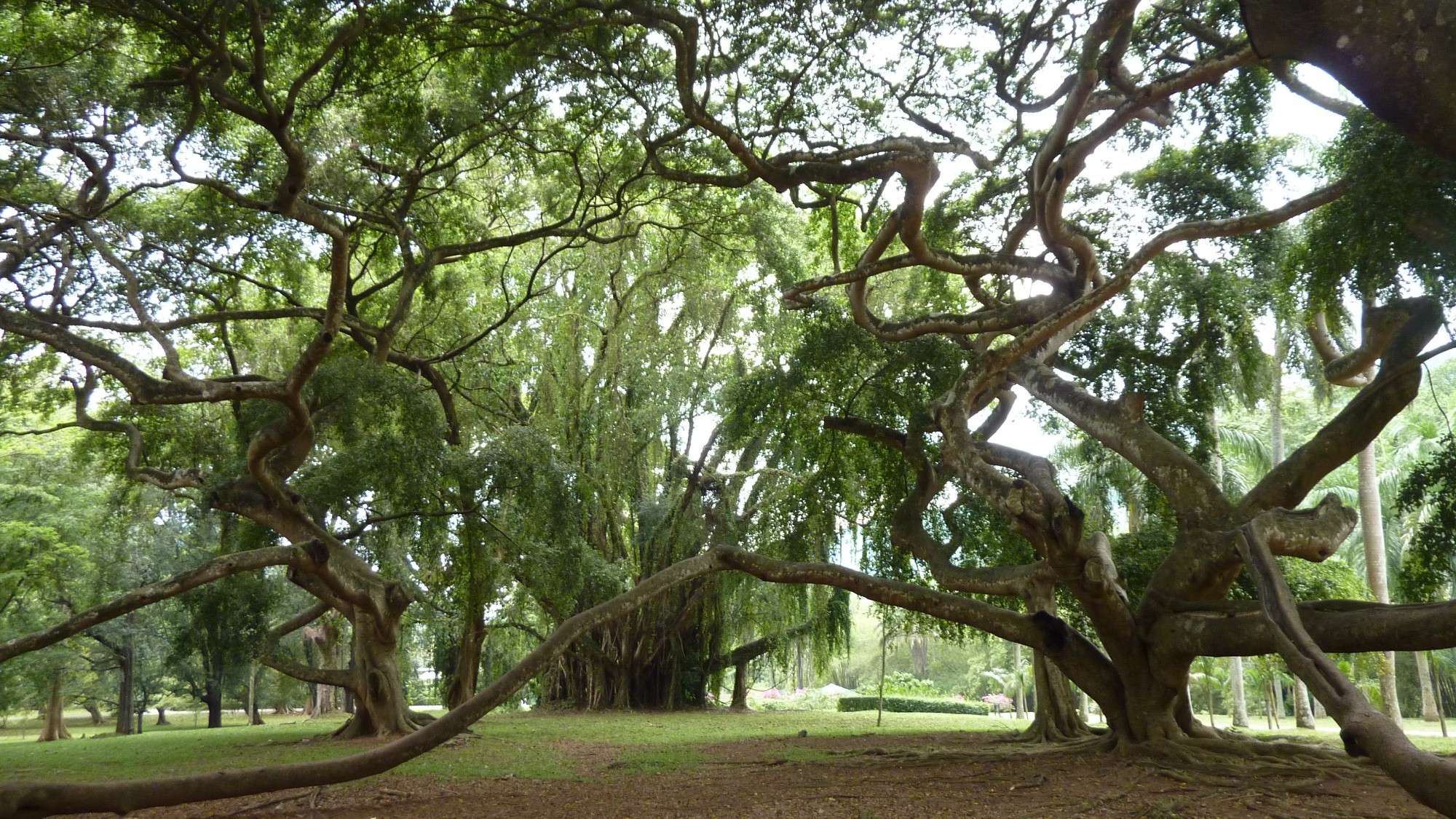 Королевский ботанический сад Перадения в Канди, Sri Lanka