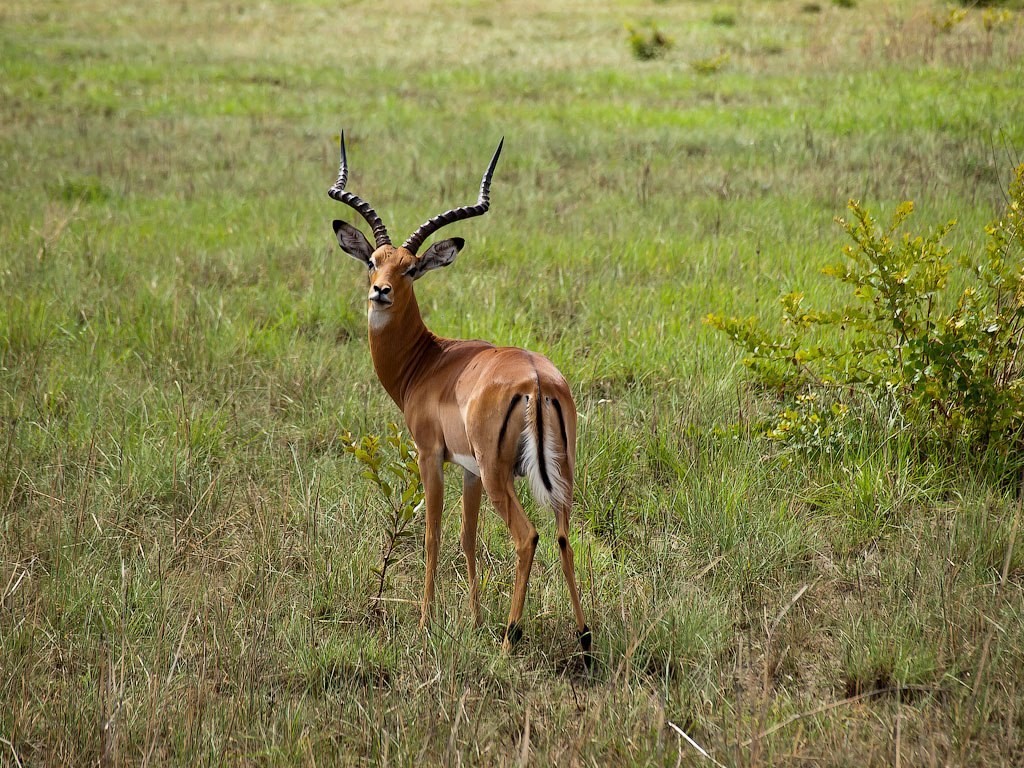 Tanzania