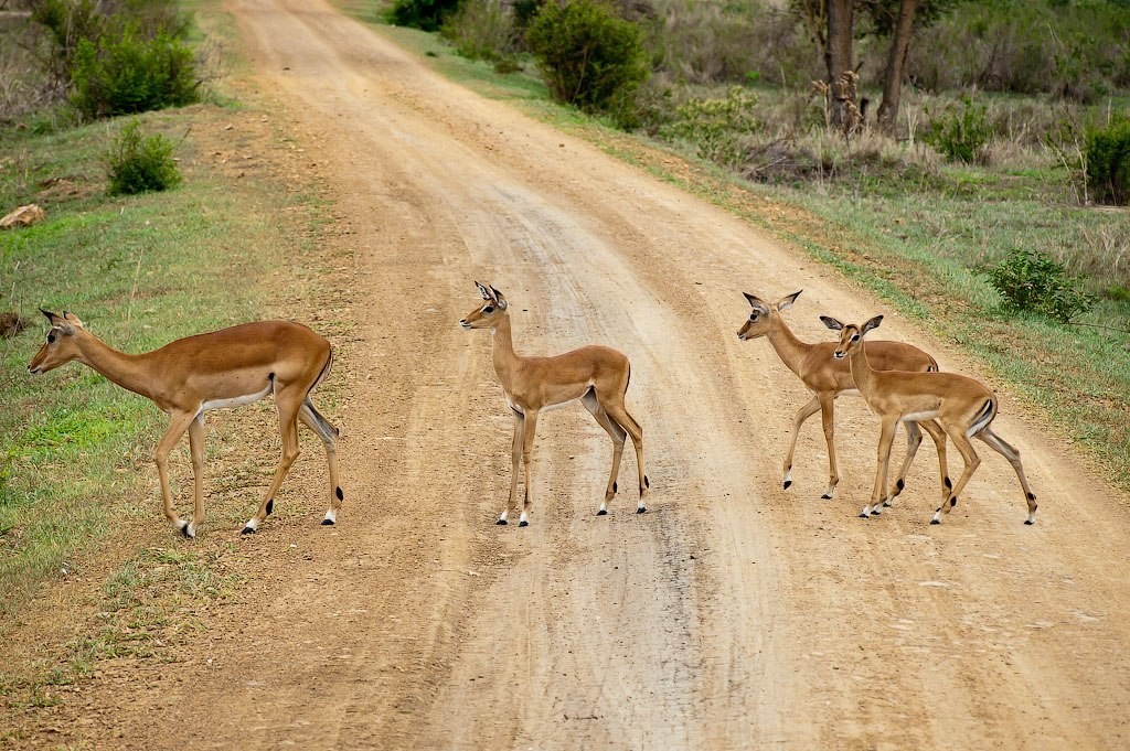 Tanzania