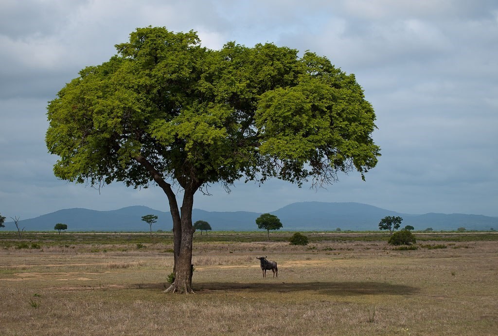 Tanzania