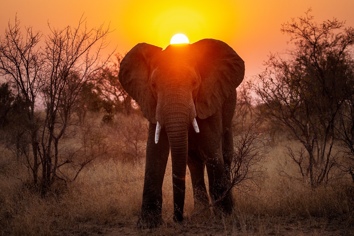 Kruger National Park, South Africa