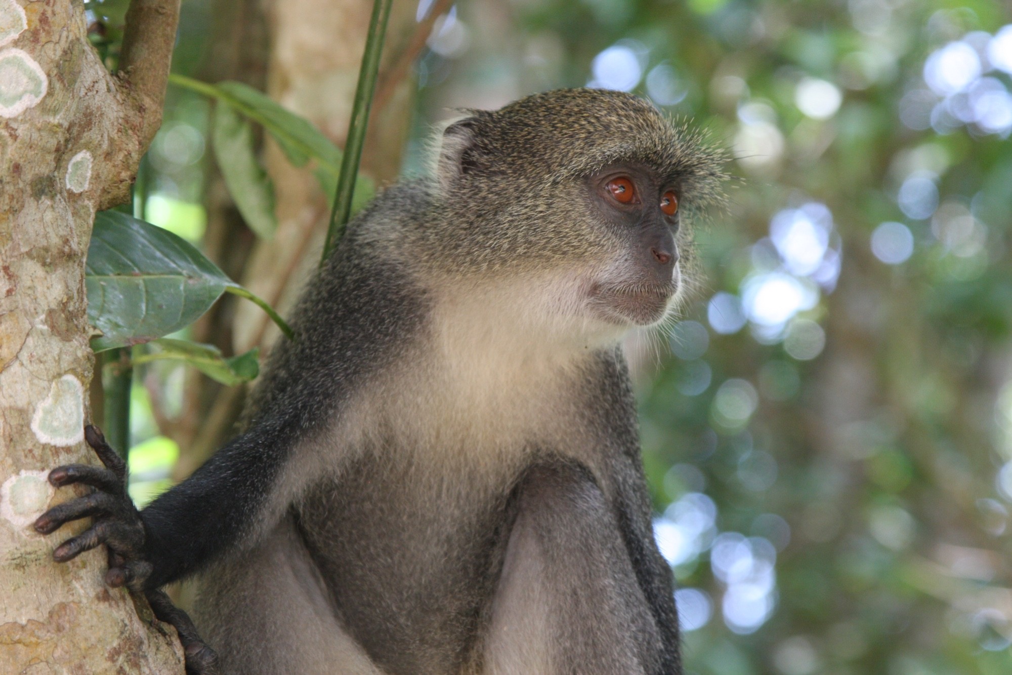 Tanzania