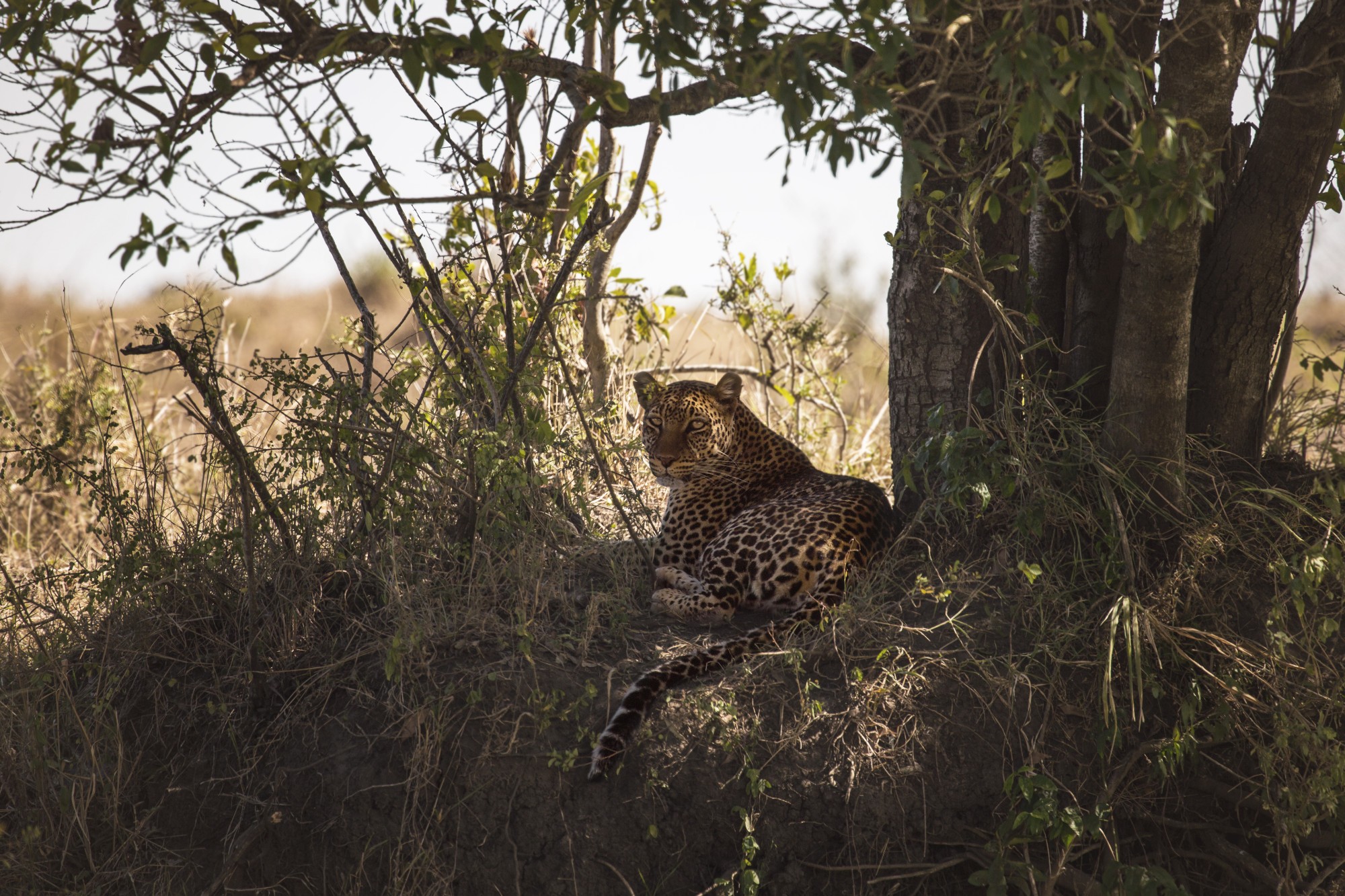 Kenya