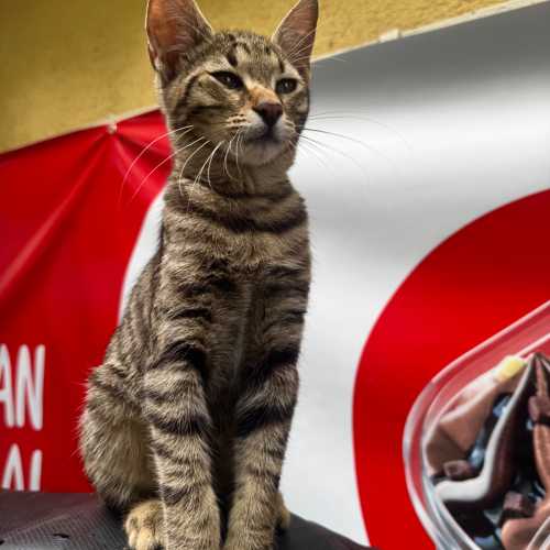 Стамбул, Турция