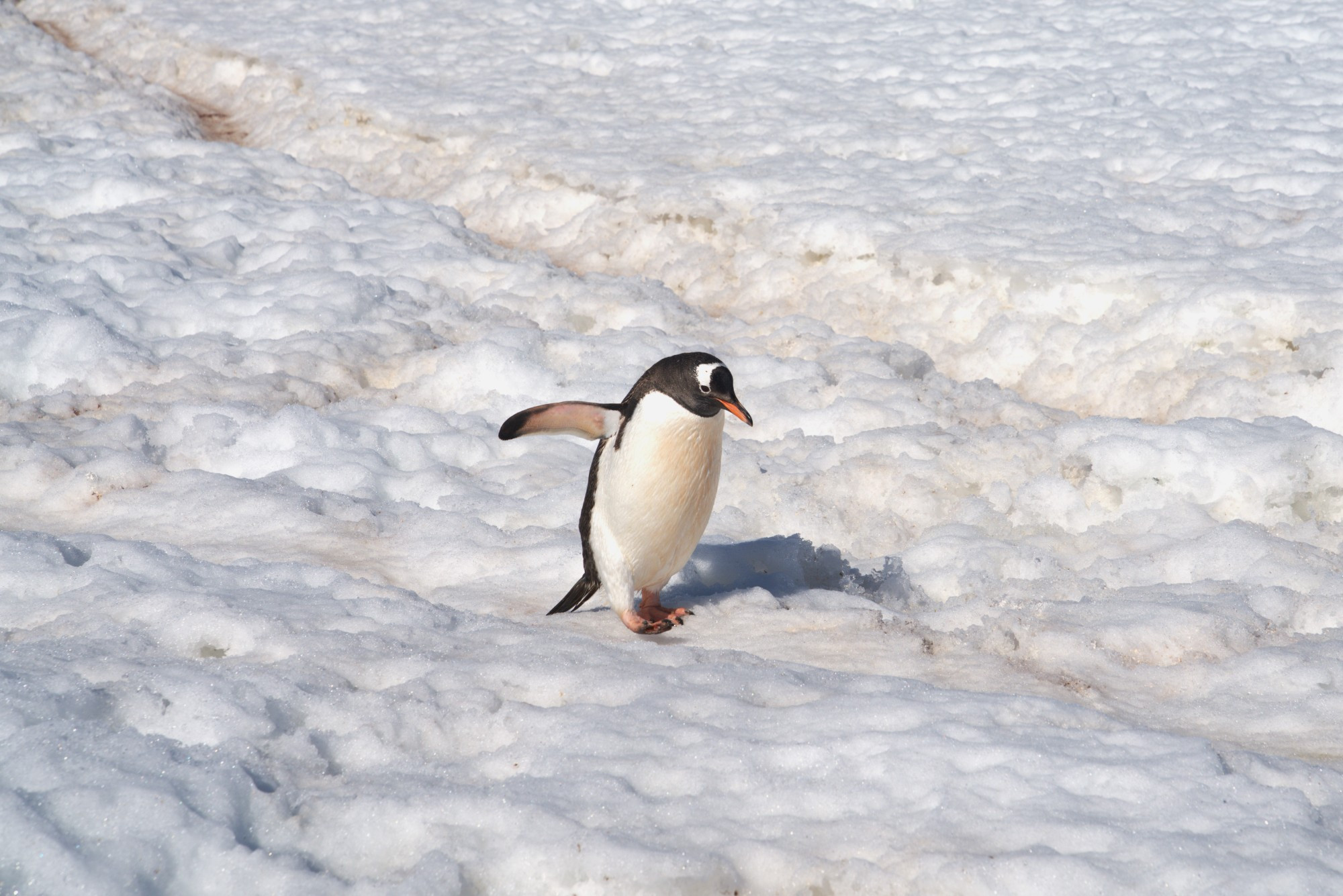 Antarctica coast, Antarctica