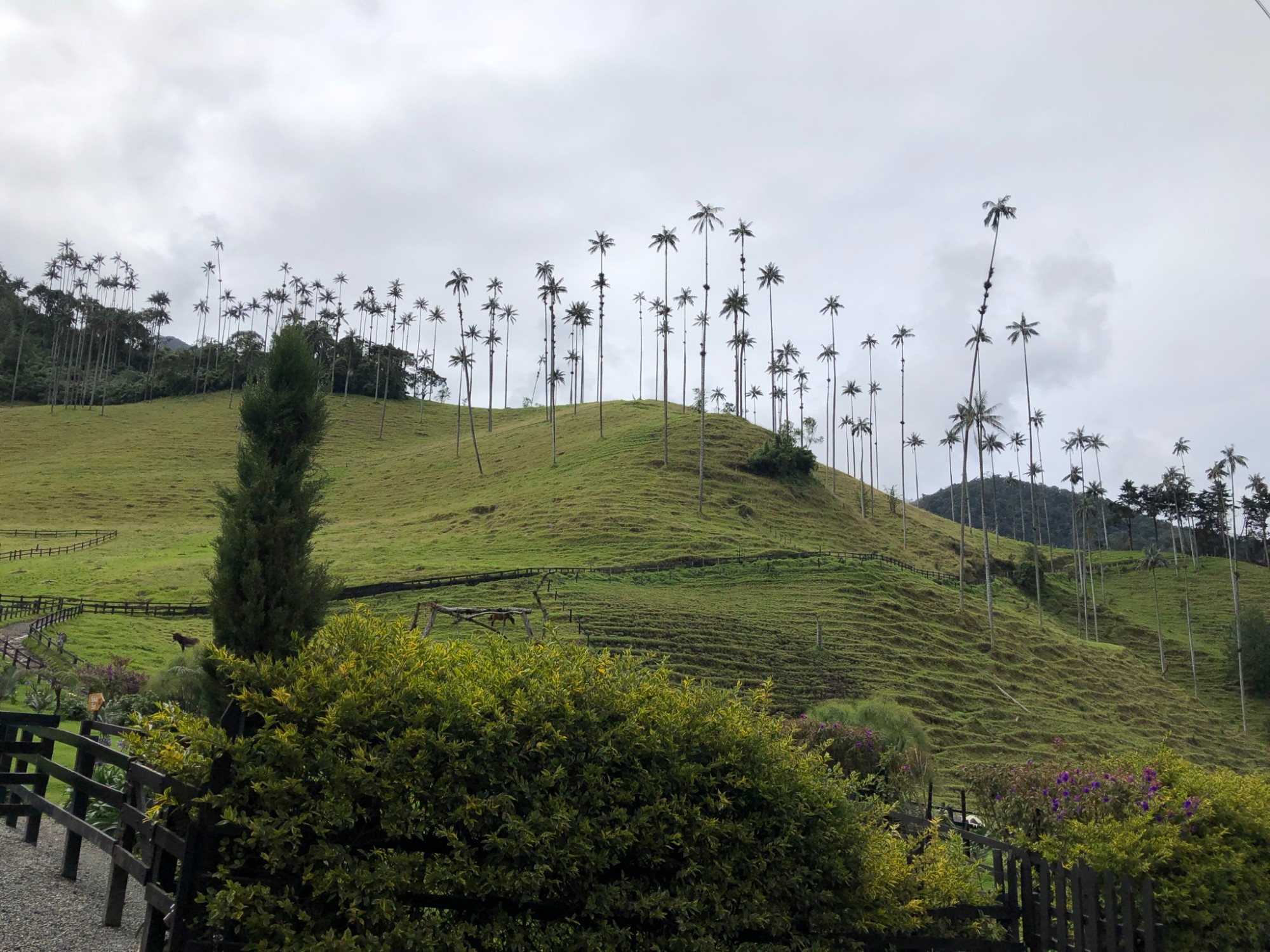 Одно из удивительных мест Колумбии — долина Кокора в национальном парке Los Nevados. Здесь, в центральной части Анд, растут самые высокие в мире восковые пальмы — до 60 м. Восковая пальма получила такое название, потому что её смола использовалась для изготовления свечей. Это дерево — национальный символ Колумбии.